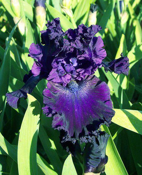 Photo of Tall Bearded Iris (Iris 'Hollywood Nights') uploaded by Misawa77