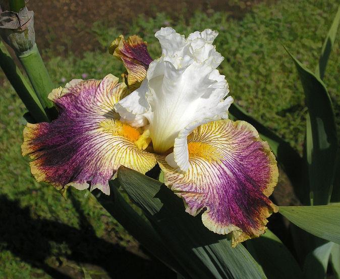 Photo of Tall Bearded Iris (Iris 'Sordid Lives') uploaded by Misawa77
