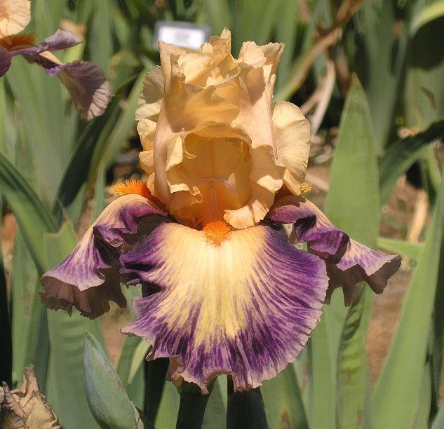Photo of Tall Bearded Iris (Iris 'Exotic Notions') uploaded by Misawa77