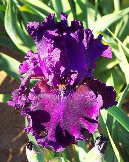 Photo of Tall Bearded Iris (Iris 'Dream Express') uploaded by Misawa77