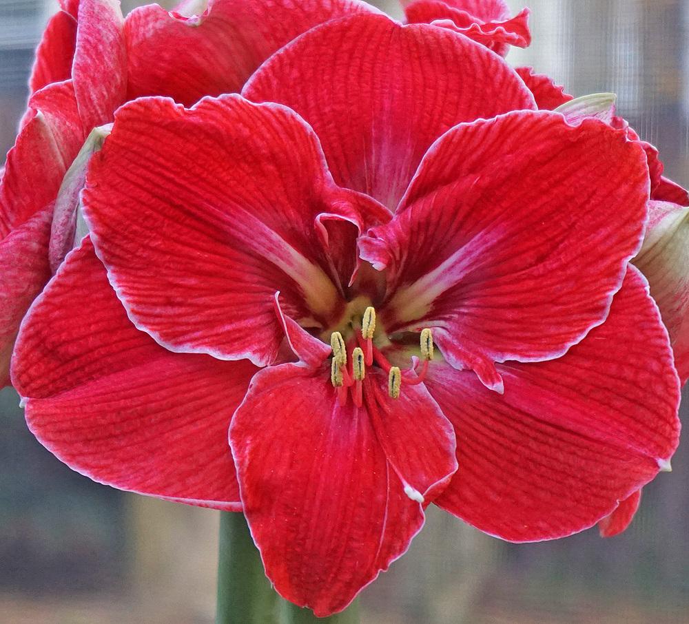 Photo of Amaryllis (Hippeastrum 'Magical Touch') uploaded by bsharf