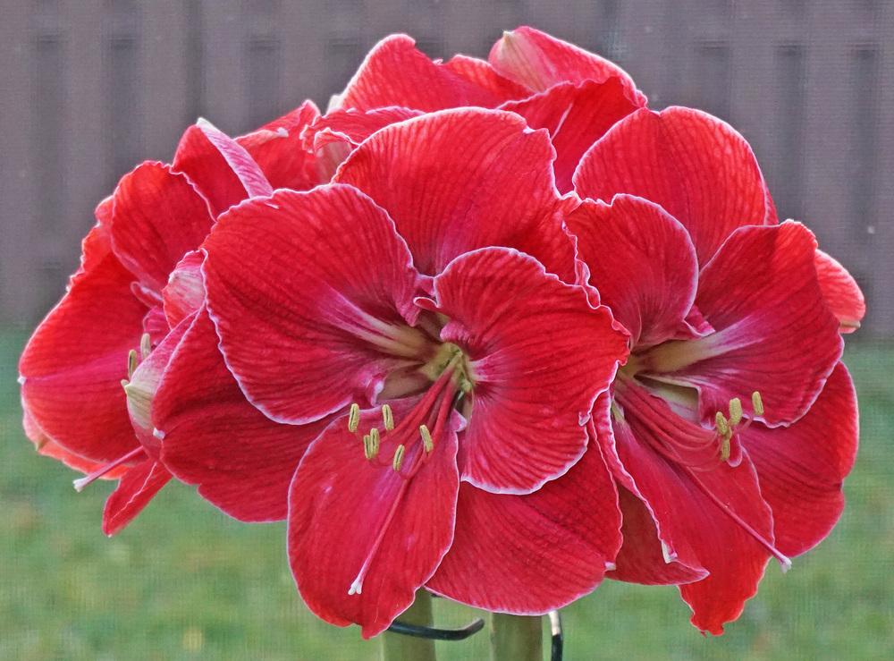 Photo of Amaryllis (Hippeastrum 'Magical Touch') uploaded by bsharf