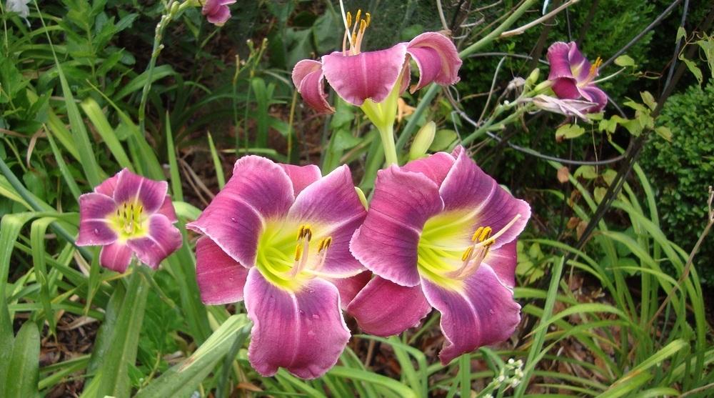 Photo of Daylily (Hemerocallis 'Westbourne on the Wings of a Dove') uploaded by deangreen