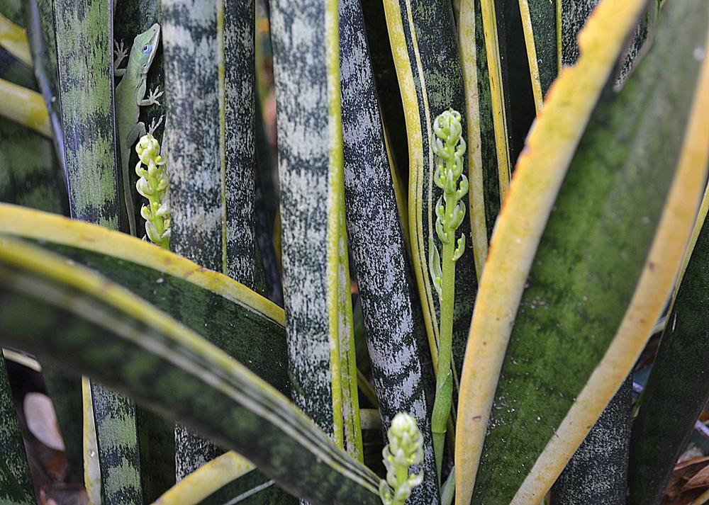 Photo of Mother-in-law's tongue (Dracaena trifasciata 'Laurentii') uploaded by sunkissed