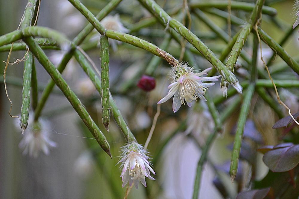 Photo of Mistletoe Cactus (Rhipsalis pilocarpa) uploaded by sunkissed