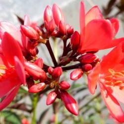 Location: Colima, Colima Mexico (USDA Zone 11)
Date: 2017-12-19
Jatropha integerrima in December buds & bloom