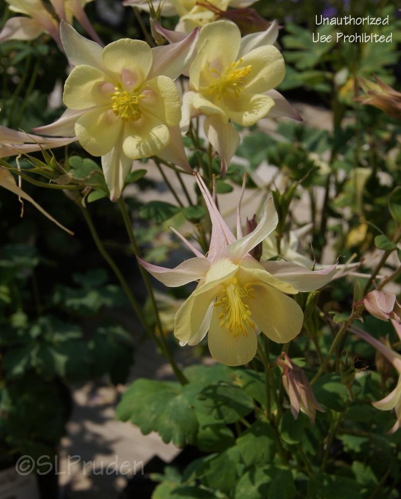 Photo of Columbine (Aquilegia coerulea Origami™ Yellow) uploaded by DaylilySLP