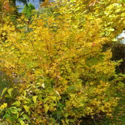Location: Riverview, Robson, B.C.  
Date: 2012-10-16
3:06 pm. Leaves turn golden at the same time as the English Walnu