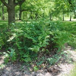 Location: Morton Arboretum in Lisle, Illinois
Date: 2016-07-18
shrub in Caprifoliaceae Collection