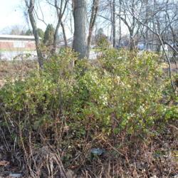 Location: Downingtown, Pennsylvania
Date: 2015-11-26
a wild shrub along a run