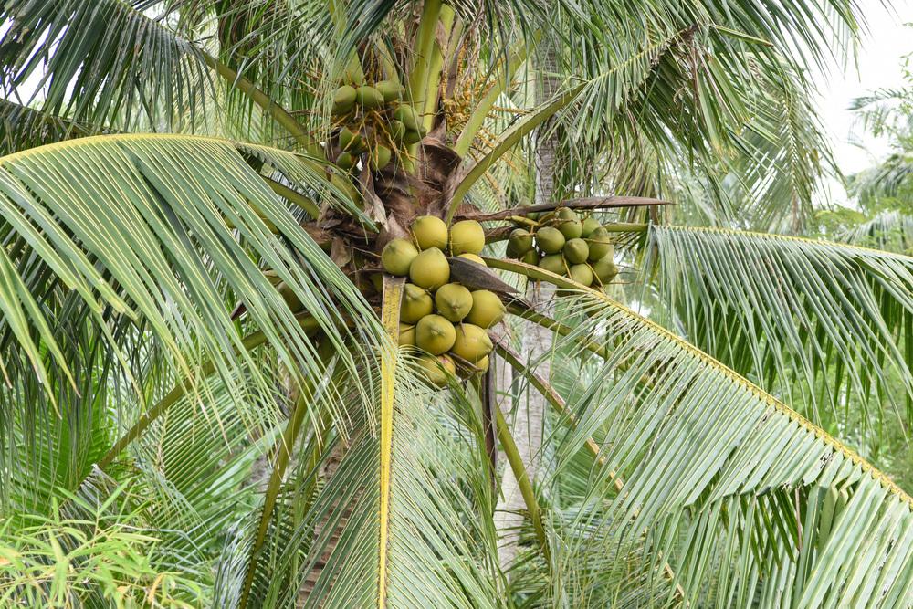 Photo of Coconut Palm (Cocos nucifera) uploaded by cliftoncat