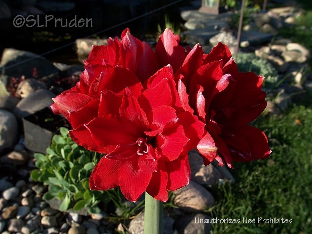 Photo of Amaryllis (Hippeastrum 'Red Nymph') uploaded by DaylilySLP