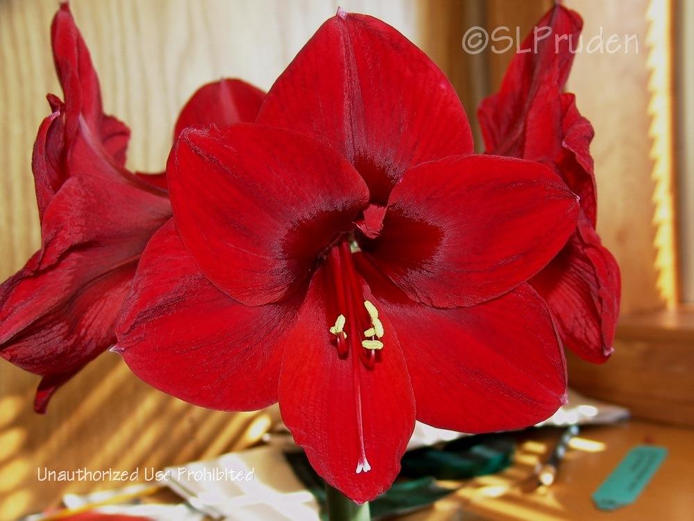 Photo of Amaryllis (Hippeastrum 'Red Pearl') uploaded by DaylilySLP
