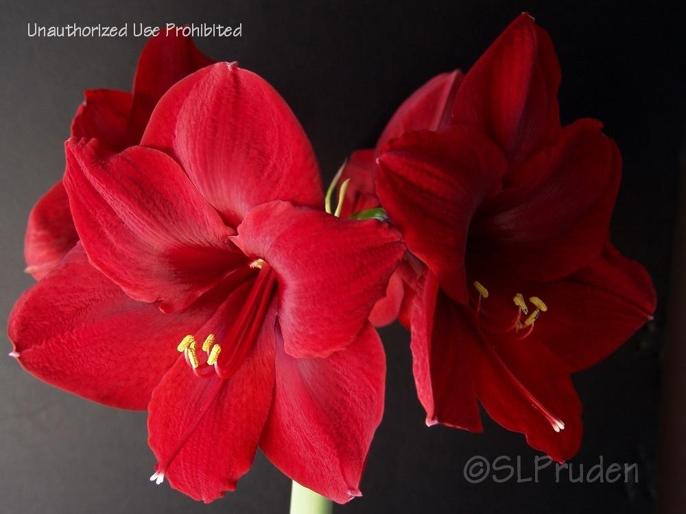 Photo of Amaryllis (Hippeastrum 'Red Pearl') uploaded by DaylilySLP