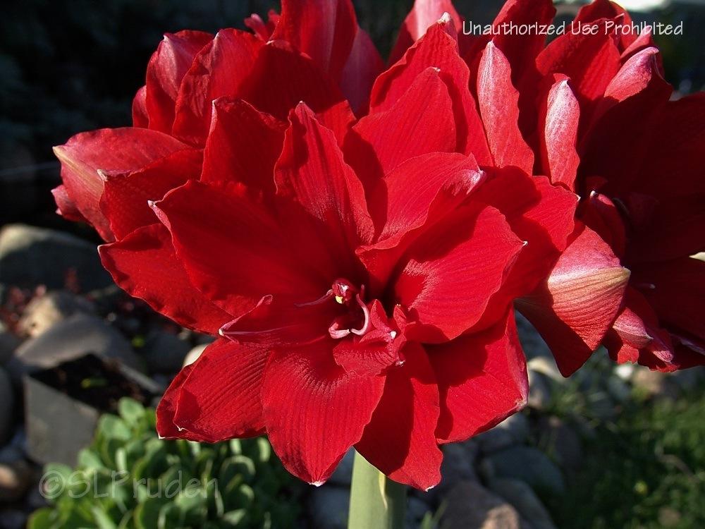 Photo of Amaryllis (Hippeastrum 'Red Nymph') uploaded by DaylilySLP