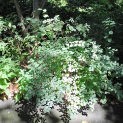 Location: Jenkins Arboretum in Berwyn, Pennsylvania
Date: 2016-08-07
shrub along walkway