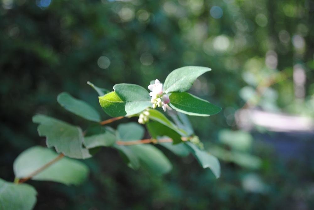 Photo of Common Snowberry (Symphoricarpos albus) uploaded by ILPARW