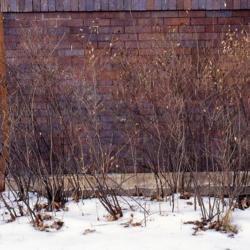 Location: Aurora, Illinois
Date: winter in 1980's
stems in winter at foundation