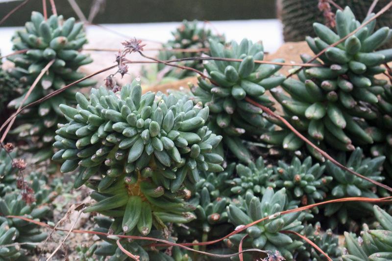 Photo of Pachyphytum (Pachyphytum compactum) uploaded by RuuddeBlock