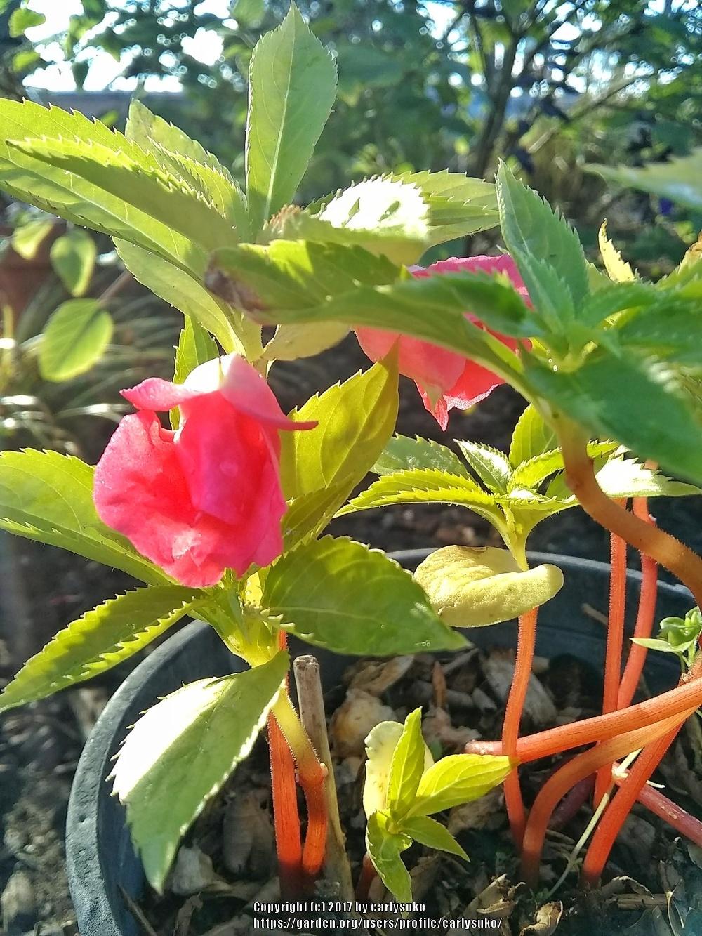 Photo of Touch-Me-Not (Impatiens balsamina) uploaded by carlysuko