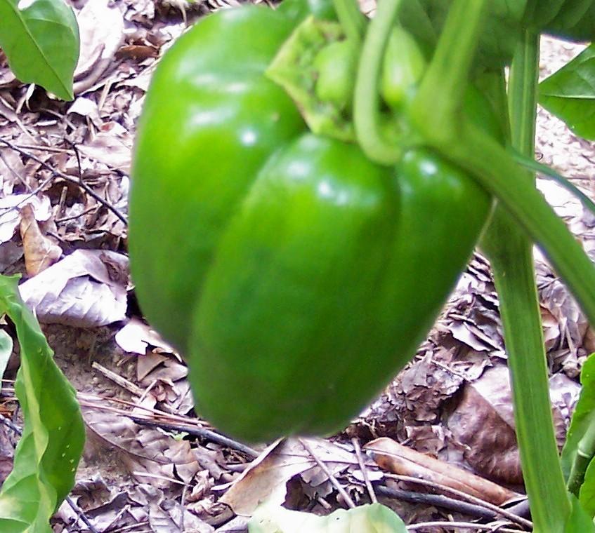 Photo of Bell Pepper (Capsicum annuum 'Super Heavyweight') uploaded by farmerdill