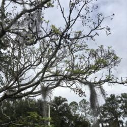 Location: zone 8 North Central, Fl.
Date: 2017-12-06
Birds that have eaten many fruits of this tree have been known to
