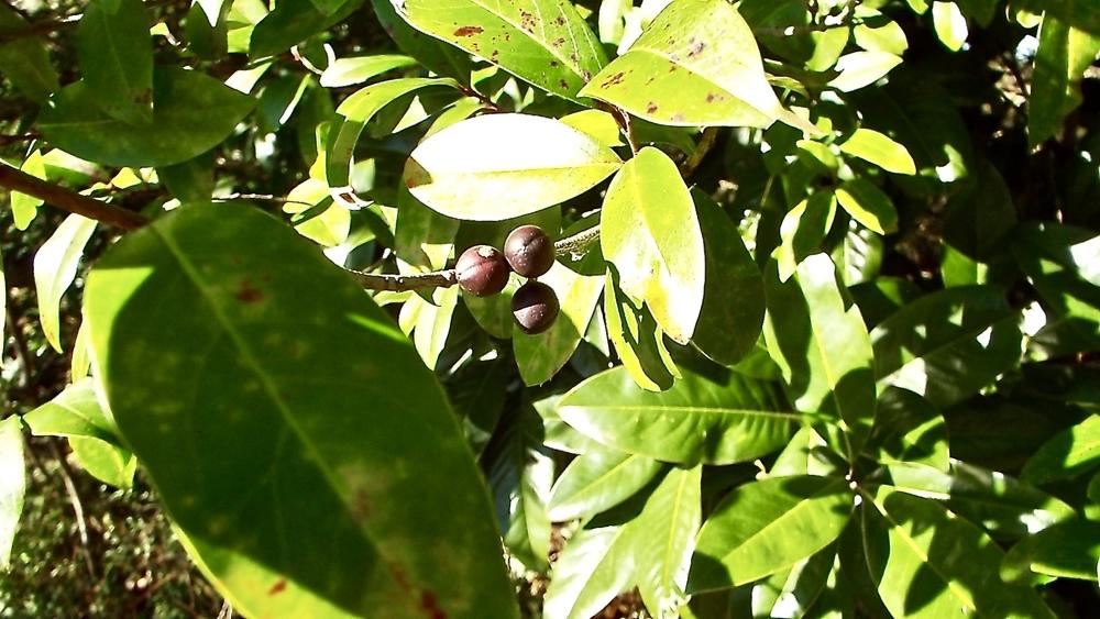 Photo of Carolina Laurel Cherry (Prunus caroliniana) uploaded by flaflwrgrl
