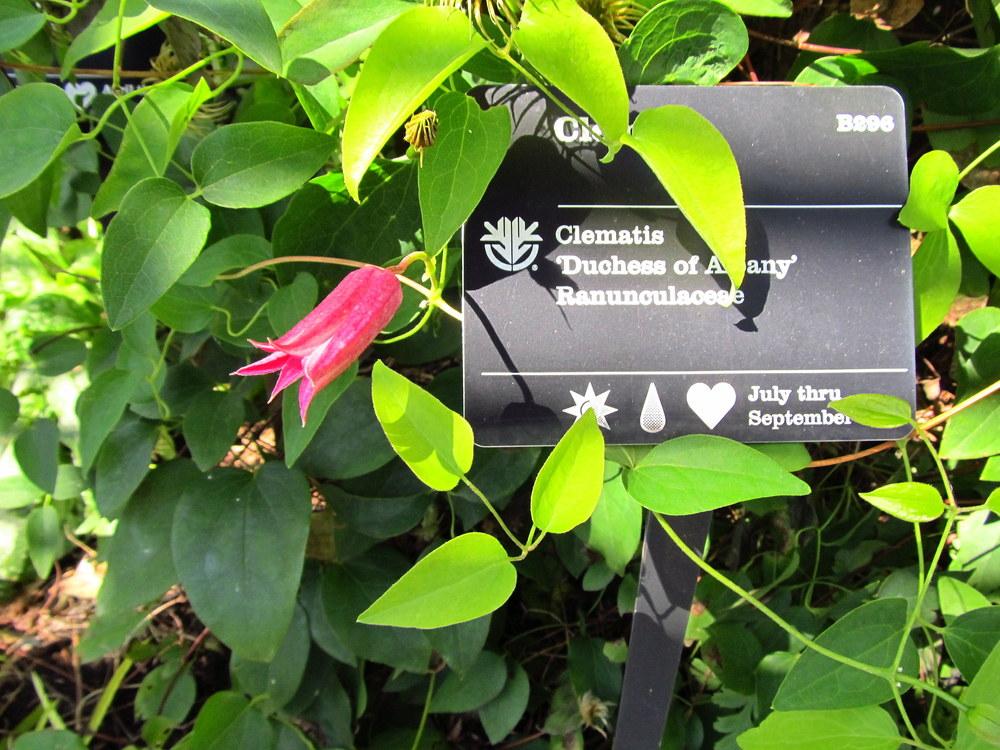 Photo of Clematis (Clematis texensis 'Duchess of Albany') uploaded by jmorth