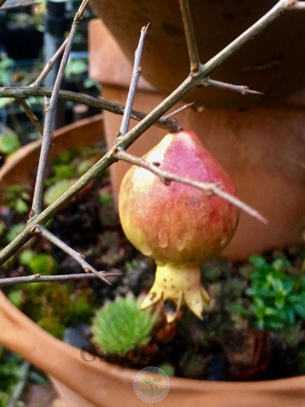 Photo of Dwarf Pomegranate (Punica granatum 'Nana') uploaded by springcolor