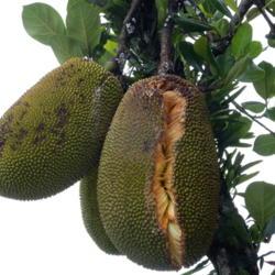 Location: Sumatera Indonesia
Date: 2017-12-23
ripe fruit left on tree will split open