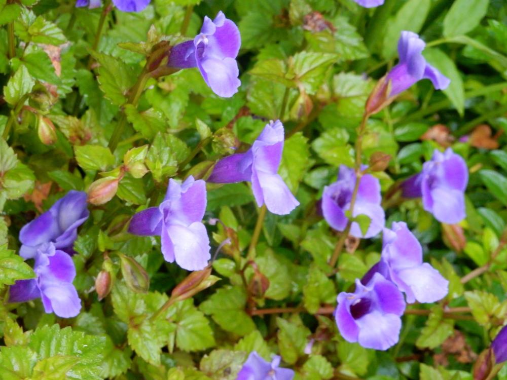 Photo of Wishbone Flower (Torenia fournieri Summer Wave® Blue) uploaded by tofitropic