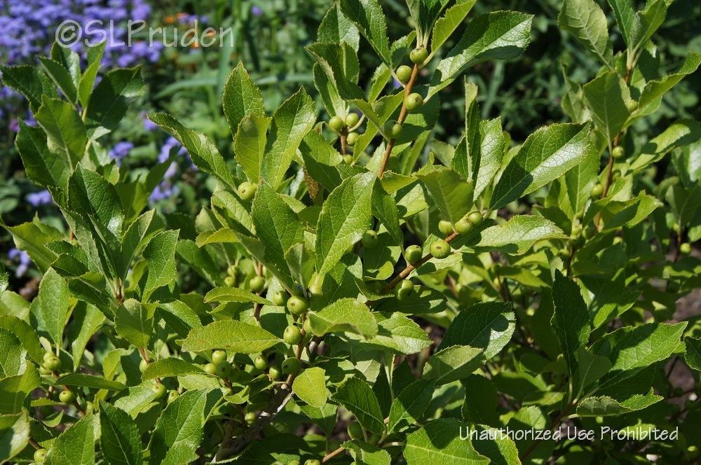 Photo of Winterberry Holly (Ilex verticillata 'Red Sprite') uploaded by DaylilySLP