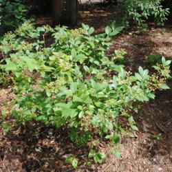 Location: Morton Arboretum in Lisle, Illinois
Date: 2016-07-18
a young shrub maturing