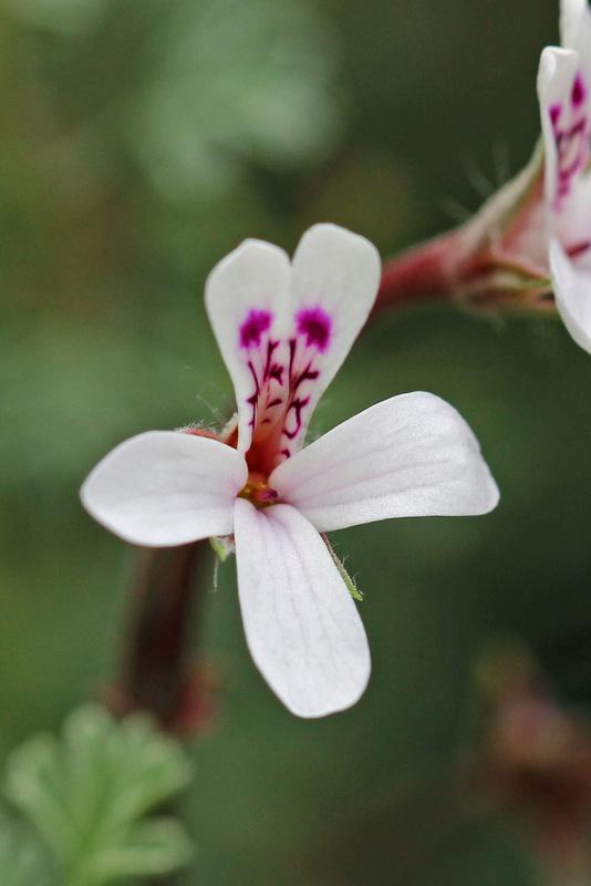 Photo of Storksbill (Pelargonium abrotanifolium) uploaded by RuuddeBlock