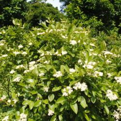 Location: Morris Arboretum in Philadelphia, PA
Date: 2016-06-15
white flower clusters and foliage