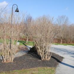 Location: Thorndale, Pennsylvania
Date: 2016-01-02
full-grown shrubs in winter