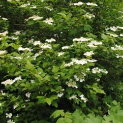 Location: Newtown Square, Pennsylvania
Date: 2015-05-13
white flower clusters and foliage
