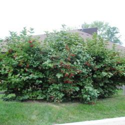 Location: Cosley Park in Wheaton, Illinois
Date: 2014-08-19
three shrubs together
