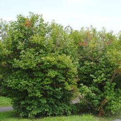 Location: Thorndale, Pennsylvania
Date: 2010-07-21
two large shrubs planted in a park