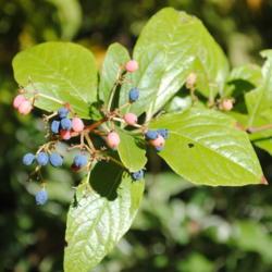 Location: West Chester, Pennsylvania
Date: 2010-09-20
pink and mature blue-black fruit