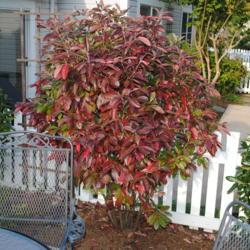 Location: Newtown Square, Pennsylvania
Date: 2011-10-18
lone specimen in autumn color
