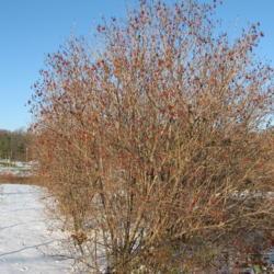 Location: Thorndale, Pennsylvania
Date: 2007-12-06
full-grown shrub in winter