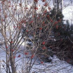 Location: Hinsdale, Illinois
Date: winter in 1980's
a planted specimen in winter