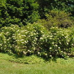 Location: Morris Arboretum in Philadelphia, PA
Date: 2016-06-15
group in bloom