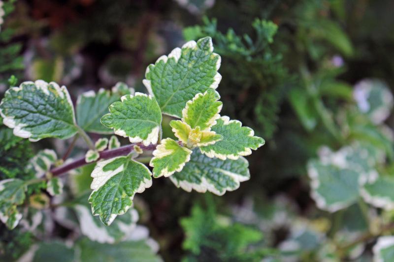 Photo of Swedish Ivy (Plectranthus forsteri 'Marginatus') uploaded by RuuddeBlock