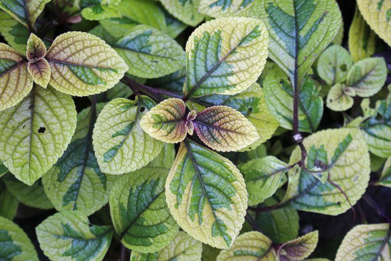 Photo of Plectranthus (Plectranthus ciliatus 'Troy's Gold') uploaded by RuuddeBlock