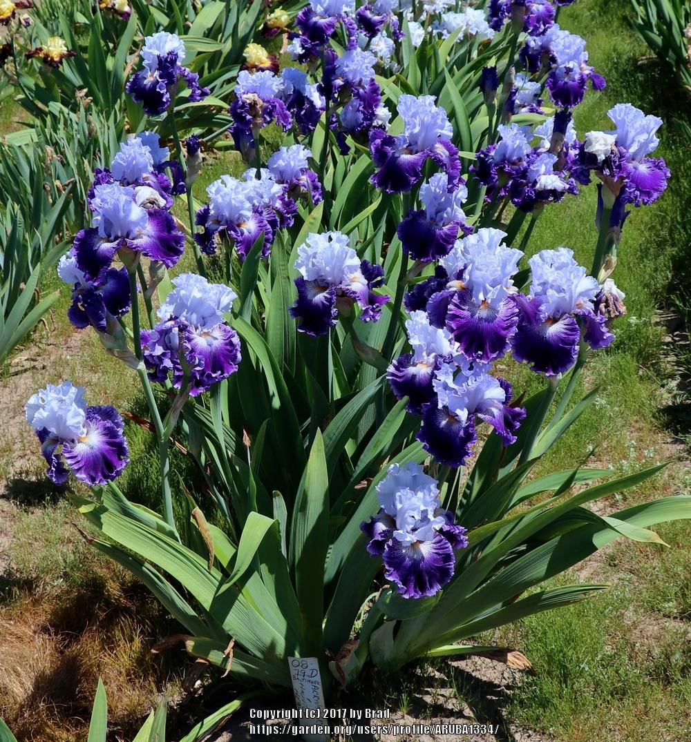 Irises Plant Care and Collection of Varieties