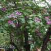 aka Purple Orchid Tree