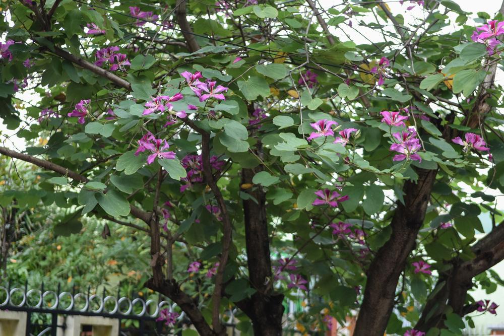 Photo of Orchid Tree (Bauhinia purpurea) uploaded by cliftoncat