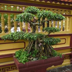 Location:  Tran Quoc Pagoda, Hanoi
Date: 2017-12-07
Bonsai banyan tree